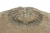 Rare, Carboniferous Horseshoe Crab (Euproops) - England #231956-2